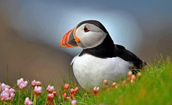 Puffin, next to the sea